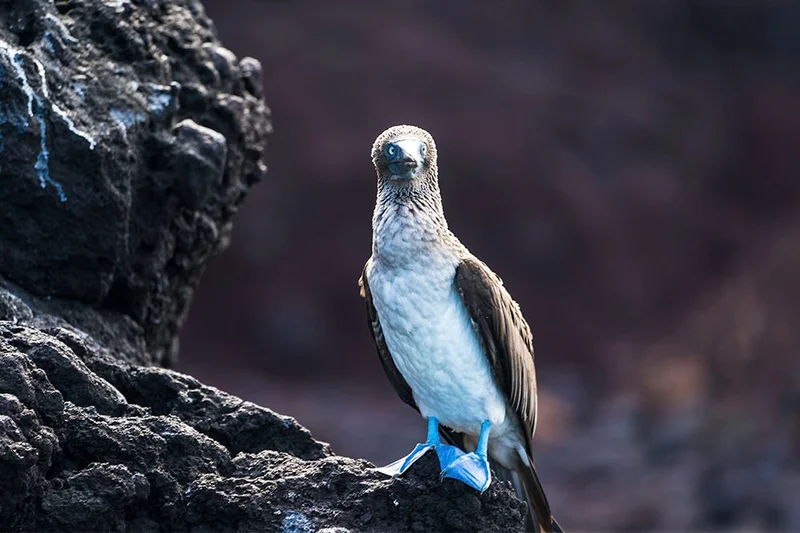 North Seymour | Galapagos | Blue Footed