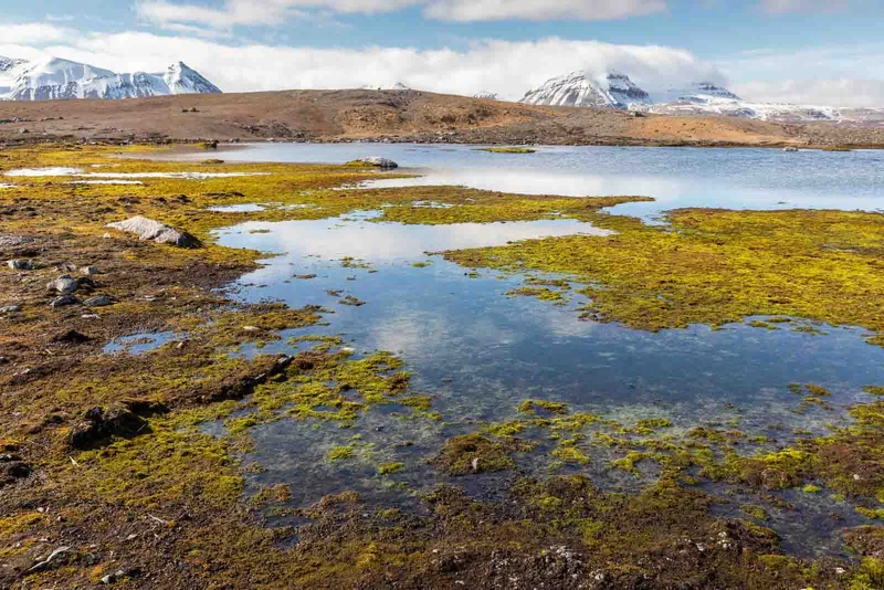 NY London | Svalbard |  Antarctica