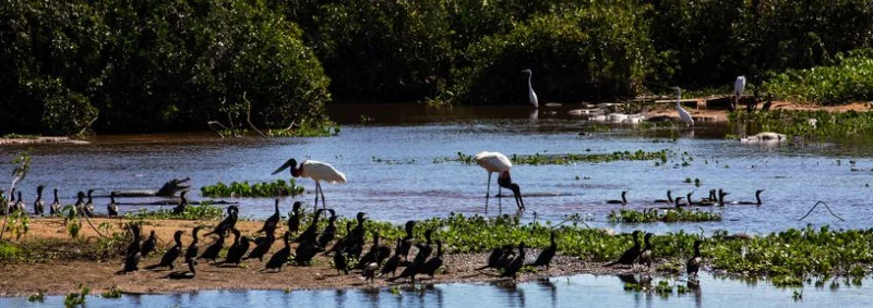 Explore Brazil's Wild Places: Pantanal to Iguazu Falls Explore Brazil's Wild Places: Pantanal to Iguazu Falls