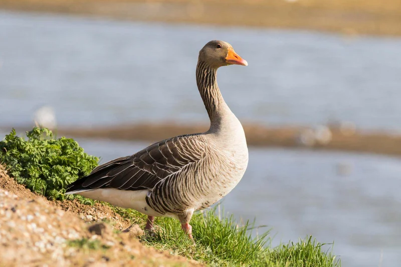 Pink-footed Goose