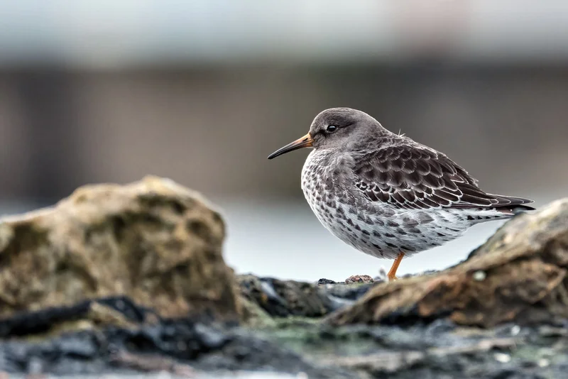 Purple Sandpiper