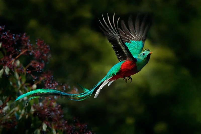 Quetzal Quest  | Costa Rica