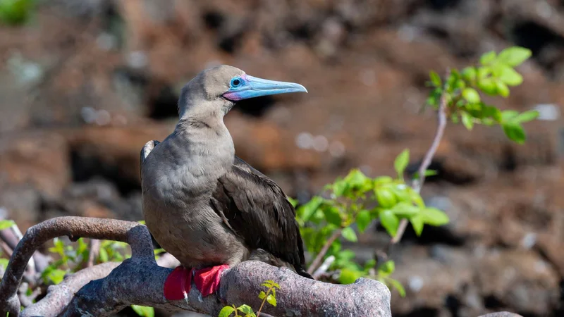 El Barranco | Red footed boobie | Galapagos Islands