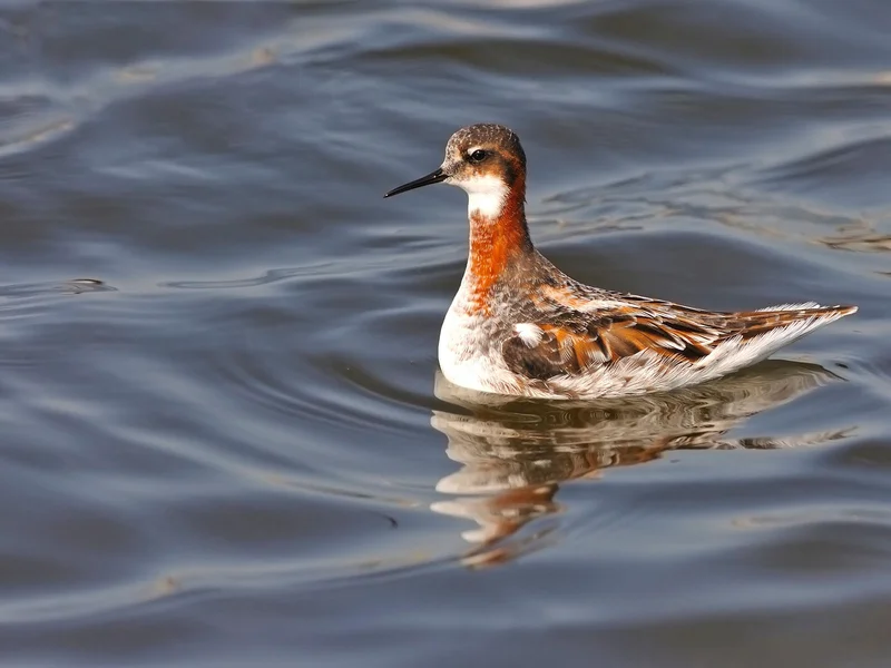 Red Phalarope