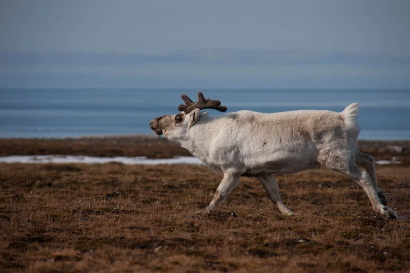 Reindeer