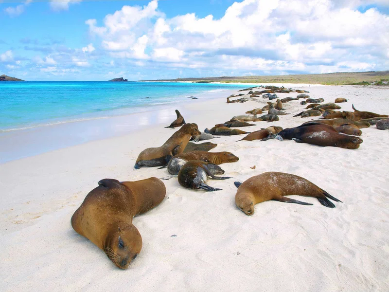 Sea lion | Galapagos