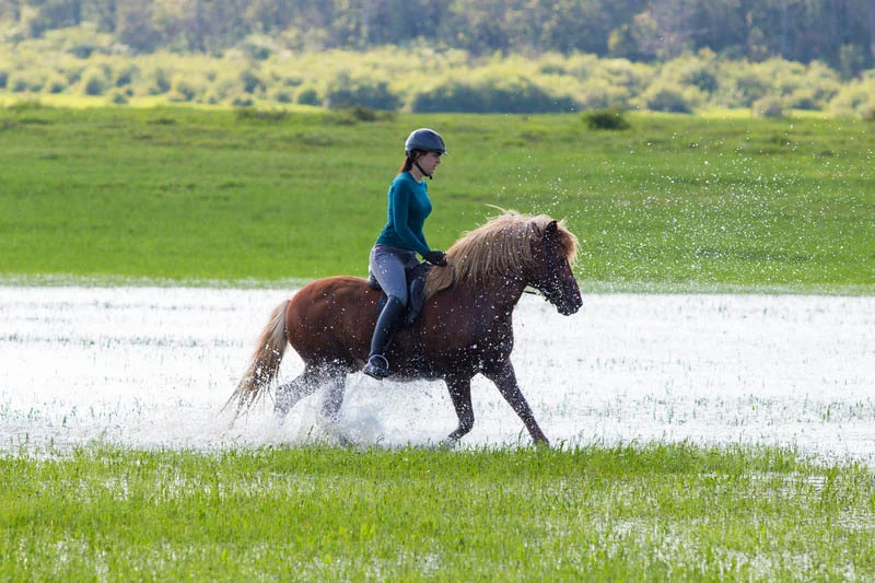 Riding horse | Iceland