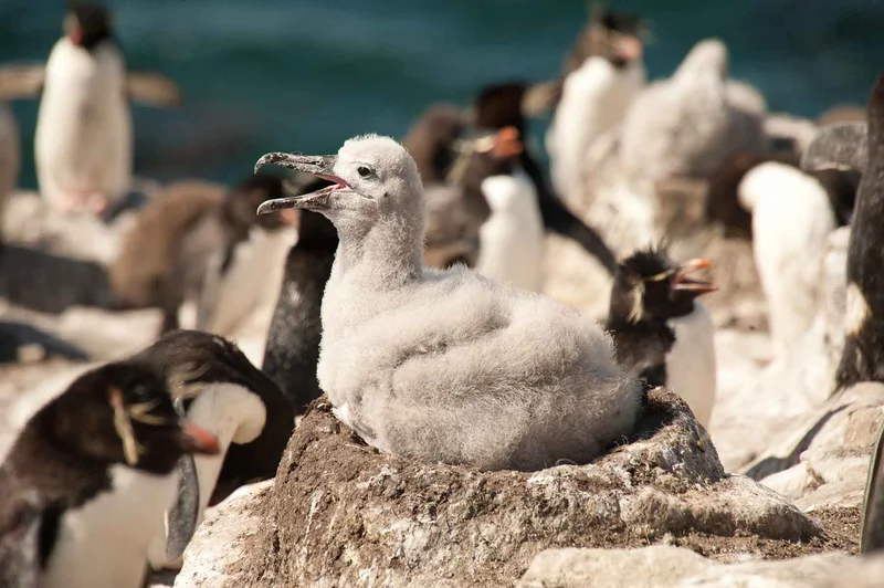 Antarctica, South Georgia, and the Falklands