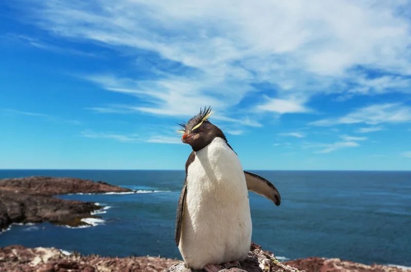 Rockhopper Penguin