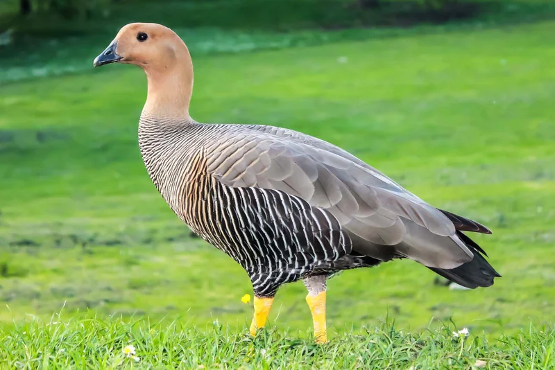 Ruddy-headed Goose