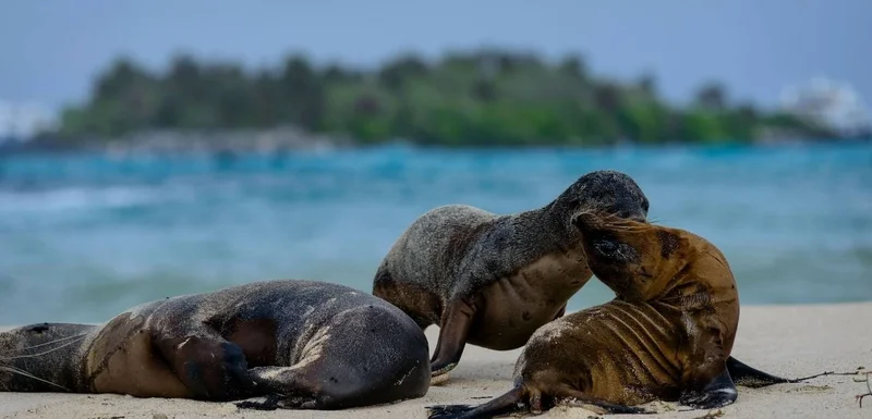 Galapagos Fur Seals & Sea Lions