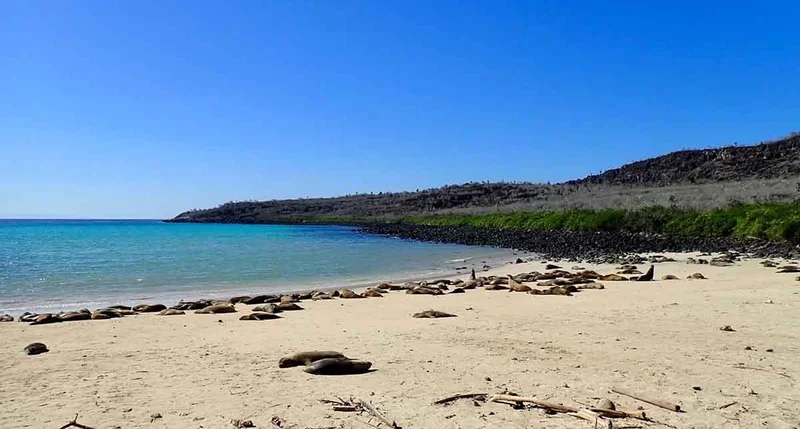 Santa Fe  | Galapagos Islands