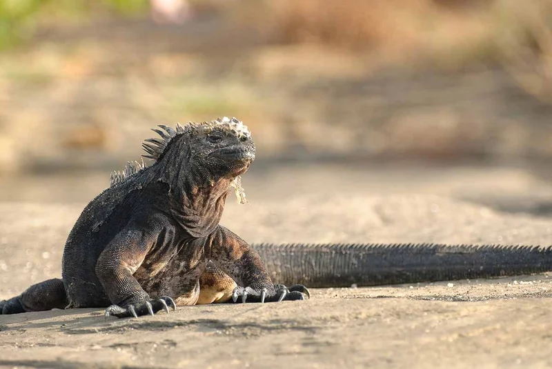 Santiago | Galapagos Islands