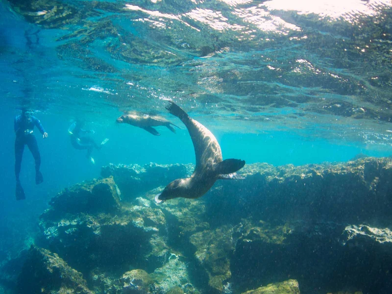 Snorkeling vs. Diving in the Galapagos Islands Snorkeling vs. Diving in the Galapagos Islands