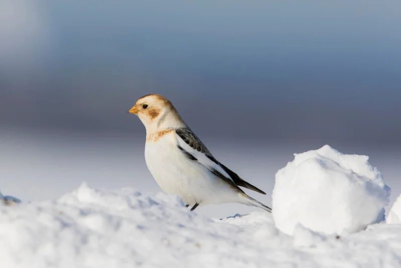 Snow Bunting