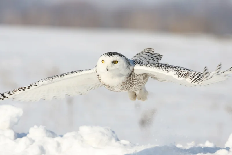 Snowy Owl