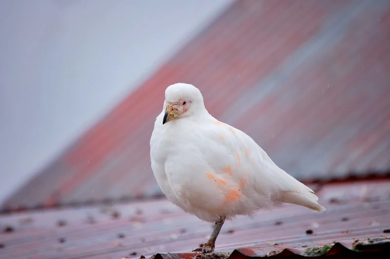 Snowy Sheathbill