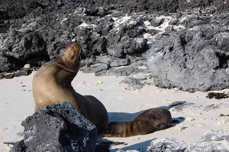 Sea Lions | Chinese Hat