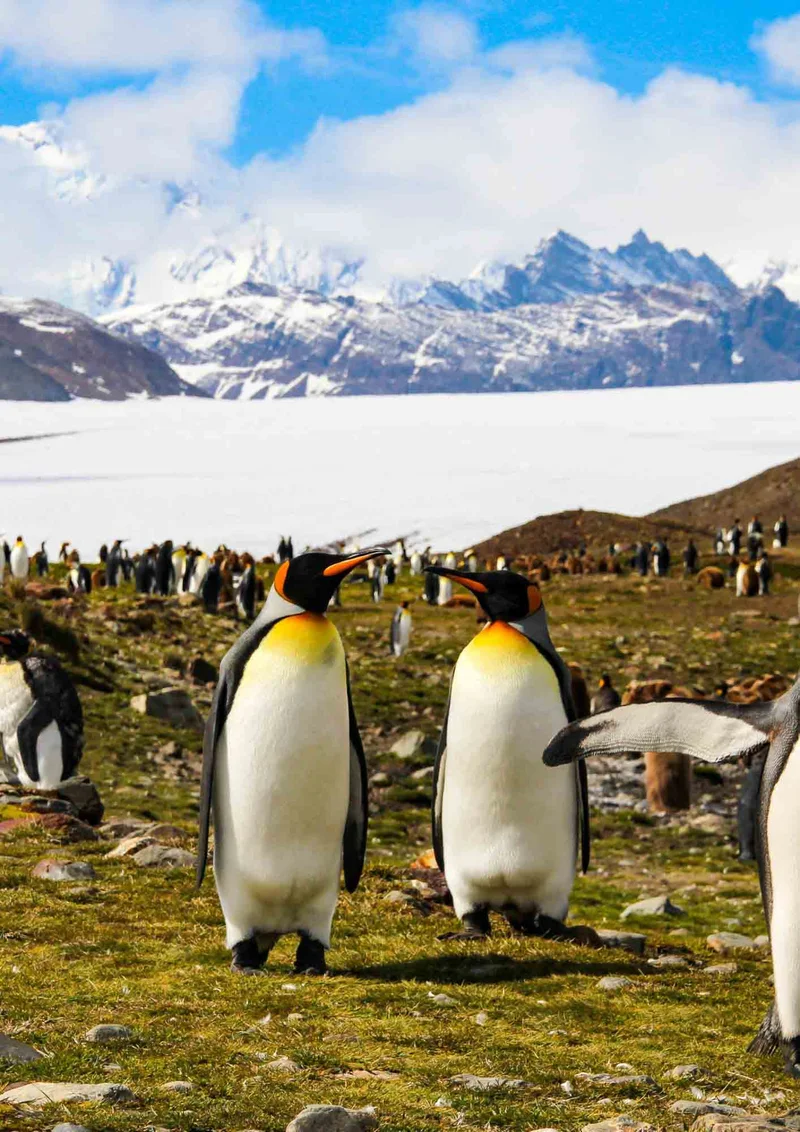 Antarctica & South Georgia Expedition Cruise