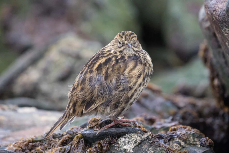 South Georgia Pipits South Georgia Pipits