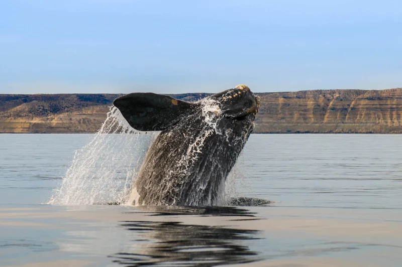 Southern Right Whale