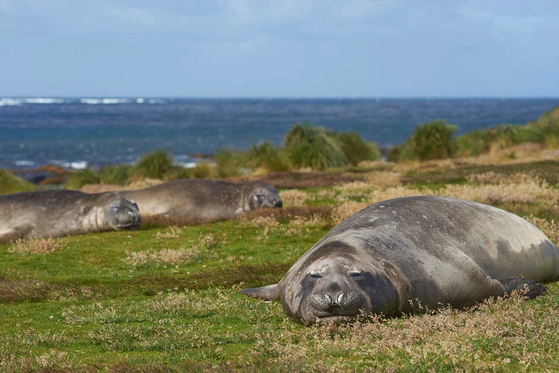 Southern Elephant Seal Southern Elephant Seal