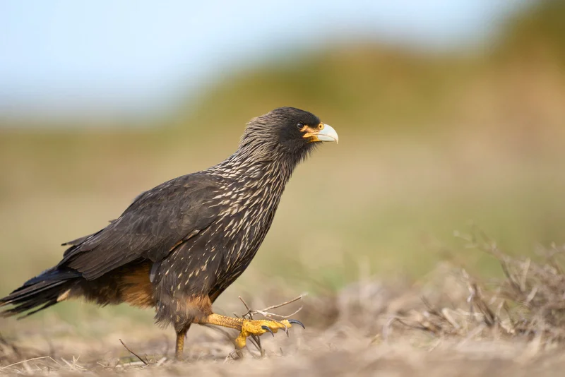 Striated Caracara (Johnny Rook)