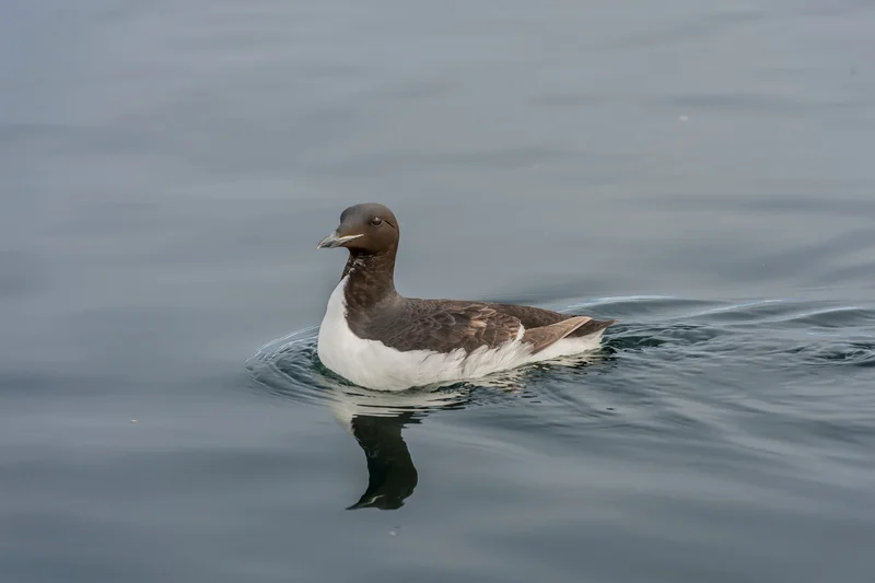 Thick-billed Murre Thick-billed Murre