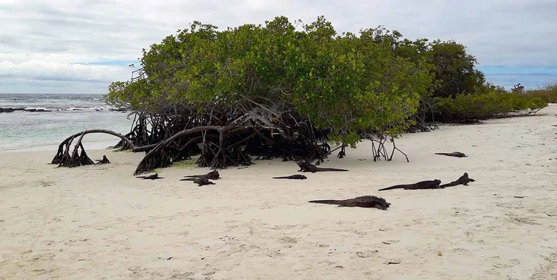 Tortuga Bay