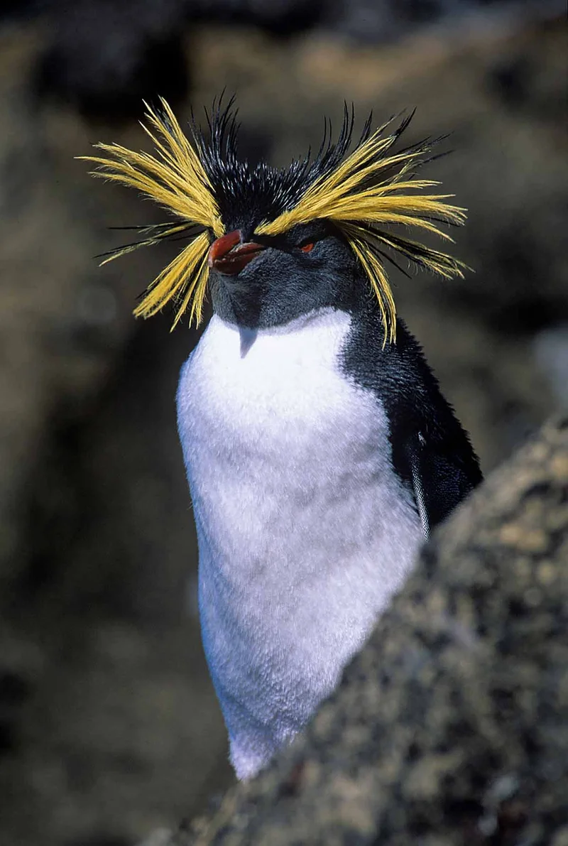 Atlantic Odyssey, excl. Antarctic Peninsula