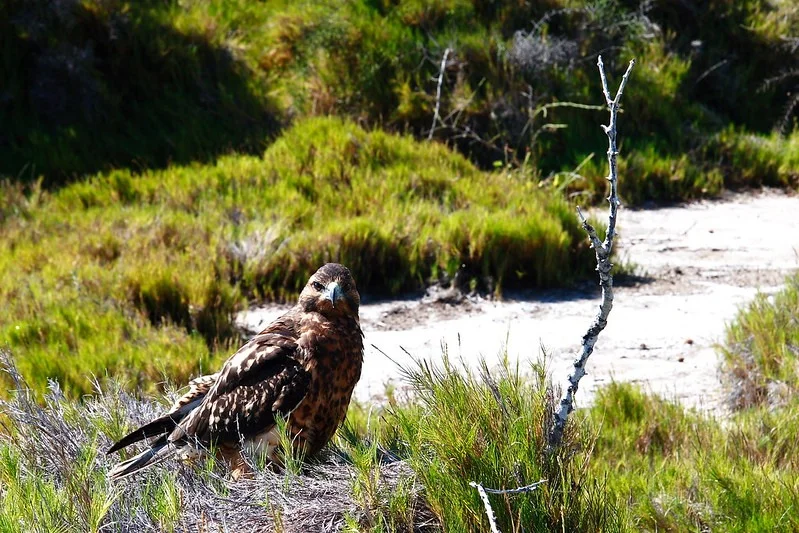 Bahía Urbina | Hawk | Galapagos Islands