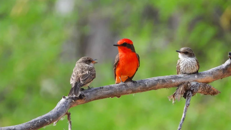 Galapagos tours & Cruises West Islands + Genovesa Circuit Endemic Catamaran