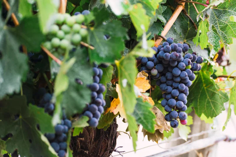 Unveiling the Enchantment of Argentina's Harvest Festival