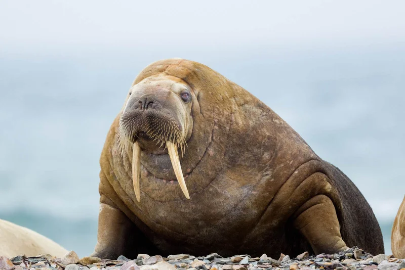 Walrus