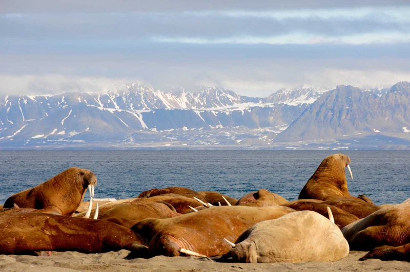 Norway's Fjords and Arctic Svalbard