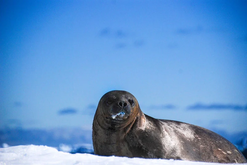 Weddell Seal Weddell Seal