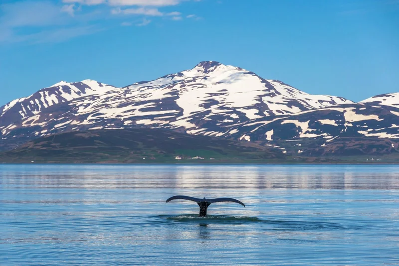 Whale | Iceland | Fjords