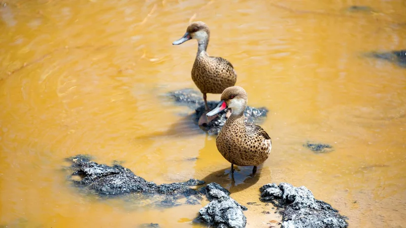 Playa Espumilla | White Cheeked Pintails | Galapagos Islands Playa Espumilla | White Cheeked Pintails | Galapagos Islands