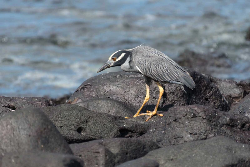 Punta Suarez | Yellow-crowned Night Heron | Galapagos Islands