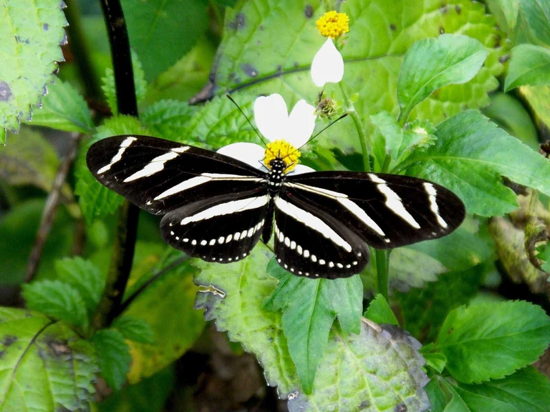 The Enchanting World of Butterflies in Costa Rica