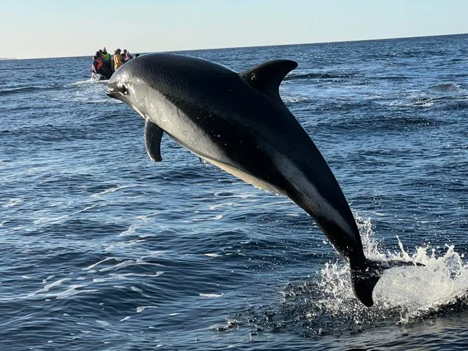 Seeing dolphins and more on visit to Punta Arenas, Chile