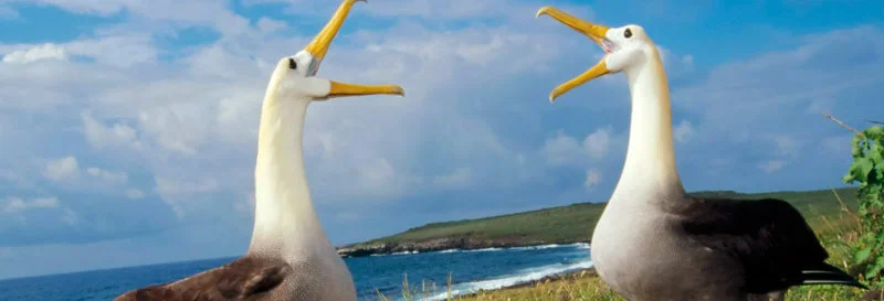 Funny animal dances in the Galapagos Islands