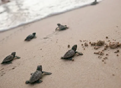 San Lorenzo: The Sanctuary Of Sea Turtles In Manabí