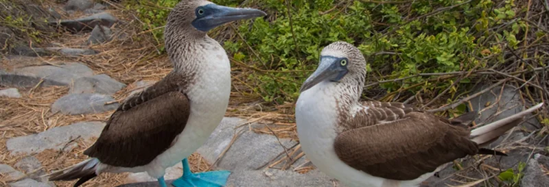 How are the blue-footed booby courtships dances?