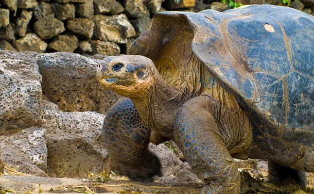 Giant Tortoise | Charles Darwin Research Station