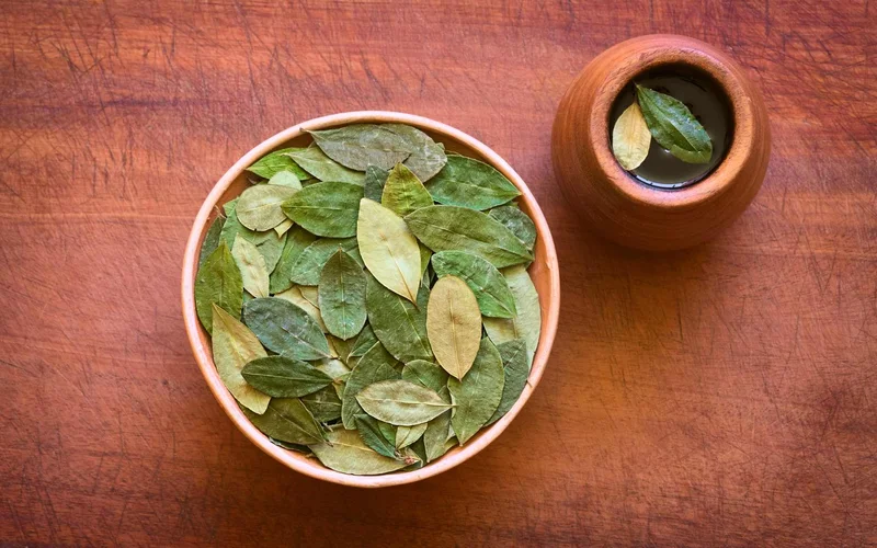 Coca Leaf Tea: Cultural Significance Explained Coca Leaf Tea: Cultural Significance Explained