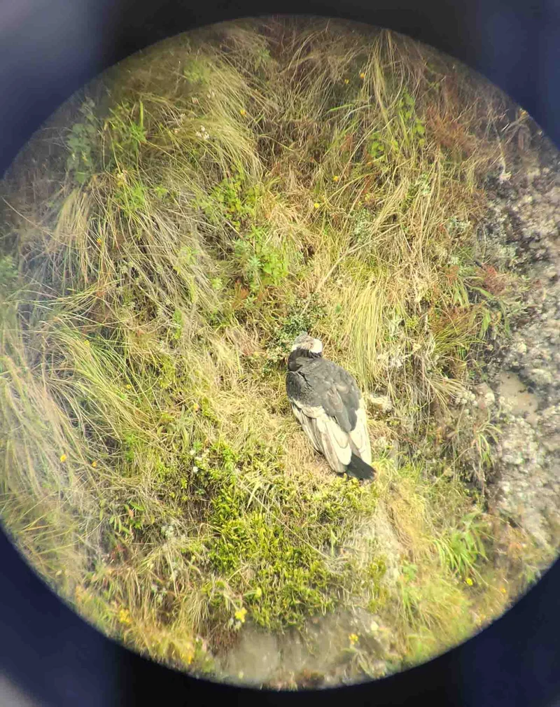 Andean Condor | Ecuador Day Tour