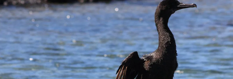 Galapagos animals that you can’t find anywhere else Galapagos animals that you can’t find anywhere else