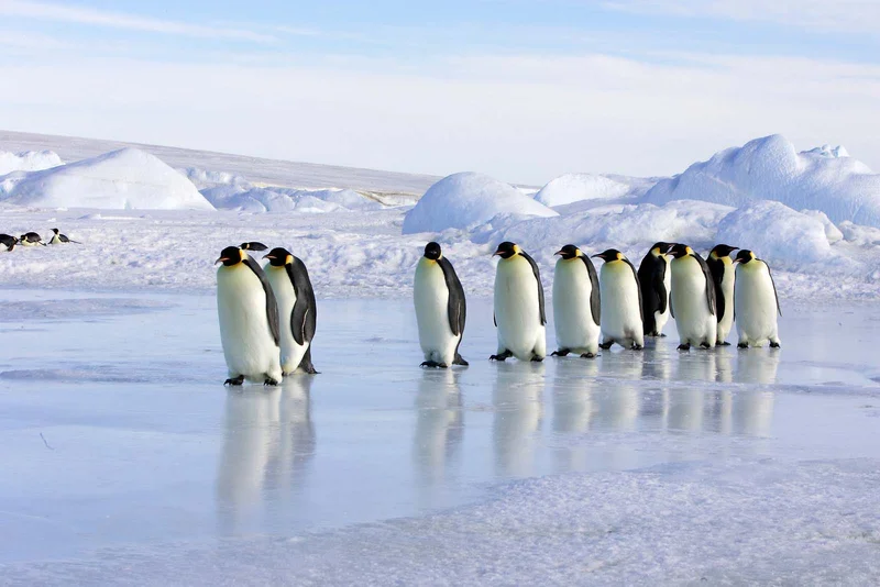 Most northerly record of Emperor Penguin in Australia