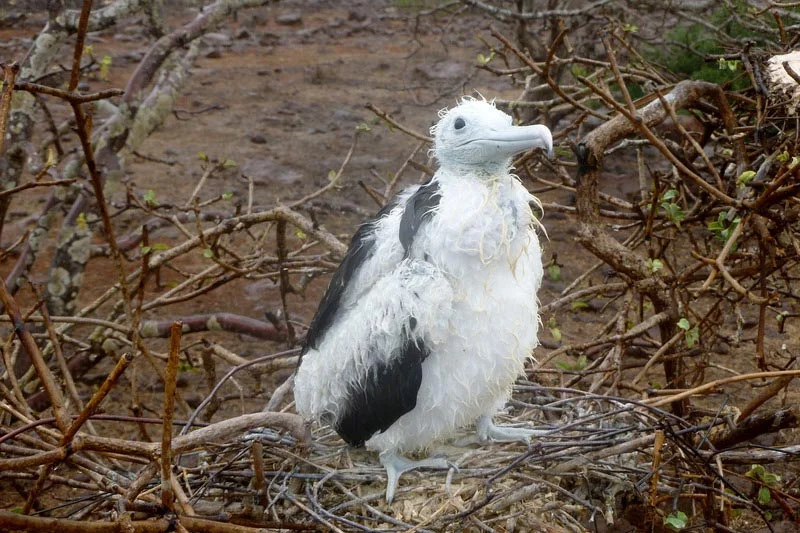 Wildlife activity | Galapagos |July